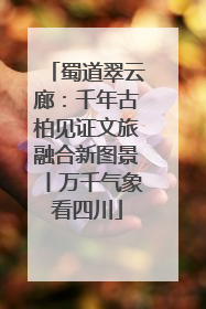 蜀道翠云廊：千年古柏见证文旅融合新图景丨万千气象看四川